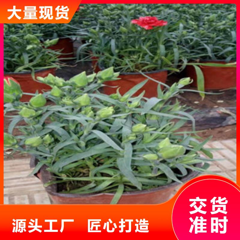 宿根花卉_【时令花卉/绿化草花价格】一站式供应厂家