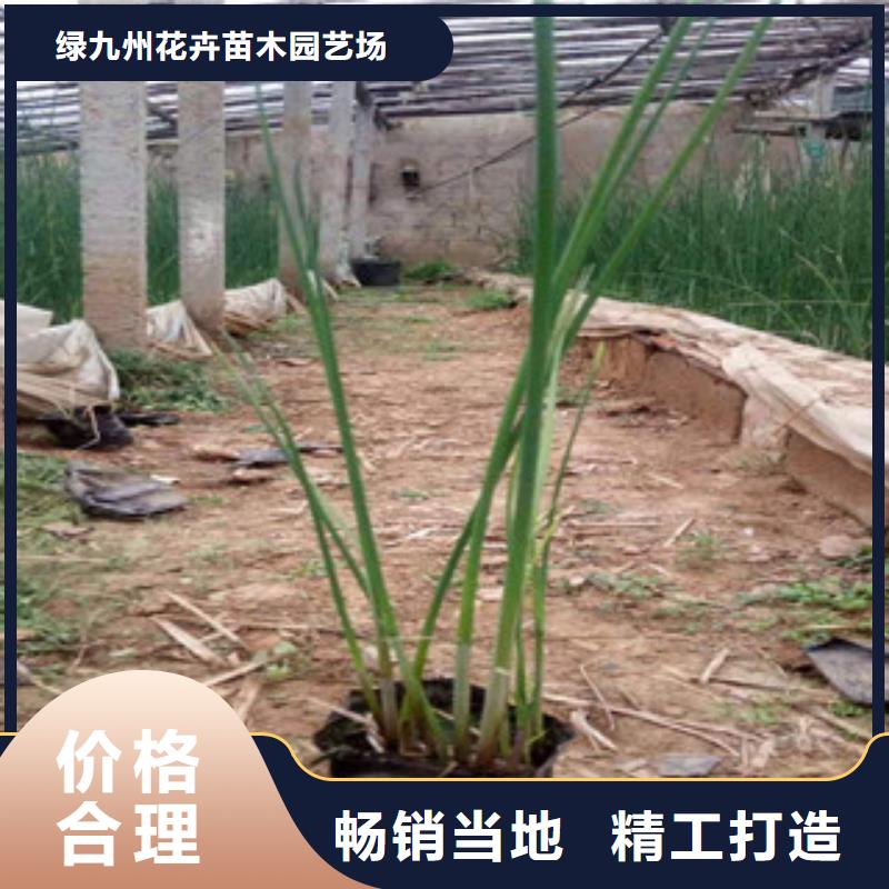 宿根花卉_耐寒耐旱草花基地贴心服务