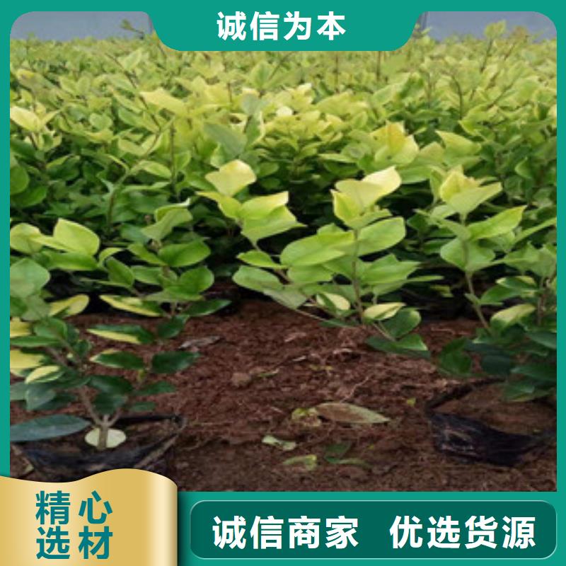 宿根花卉_耐寒耐旱草花基地贴心服务