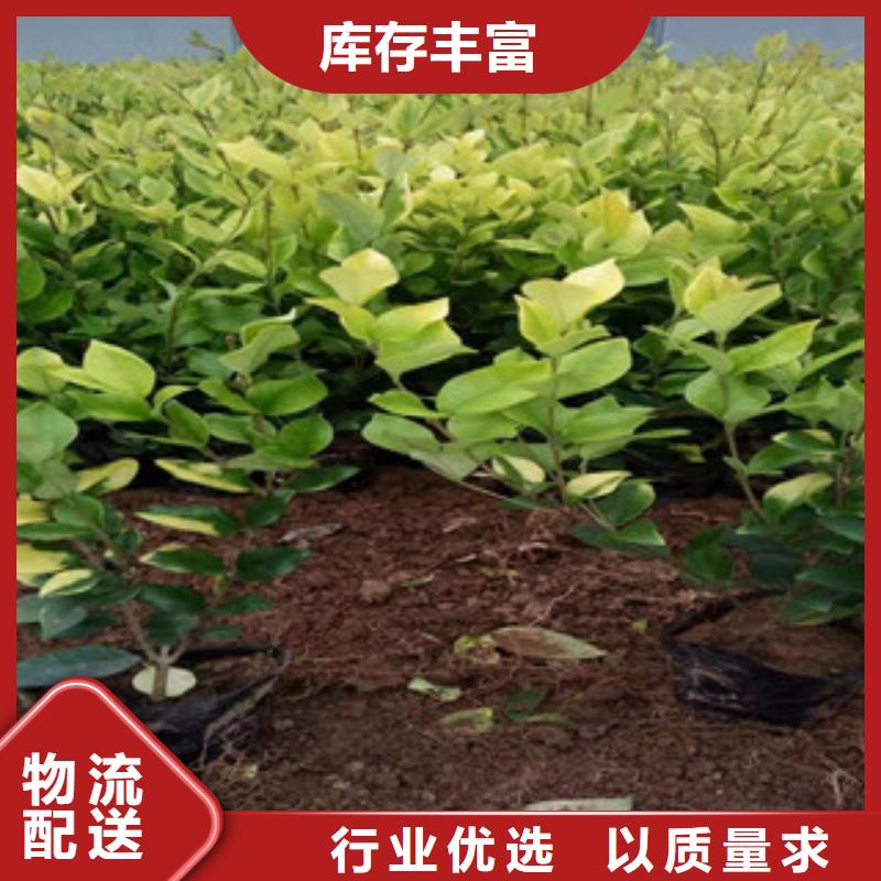 宿根花卉五一国庆草花批发产地源头好货