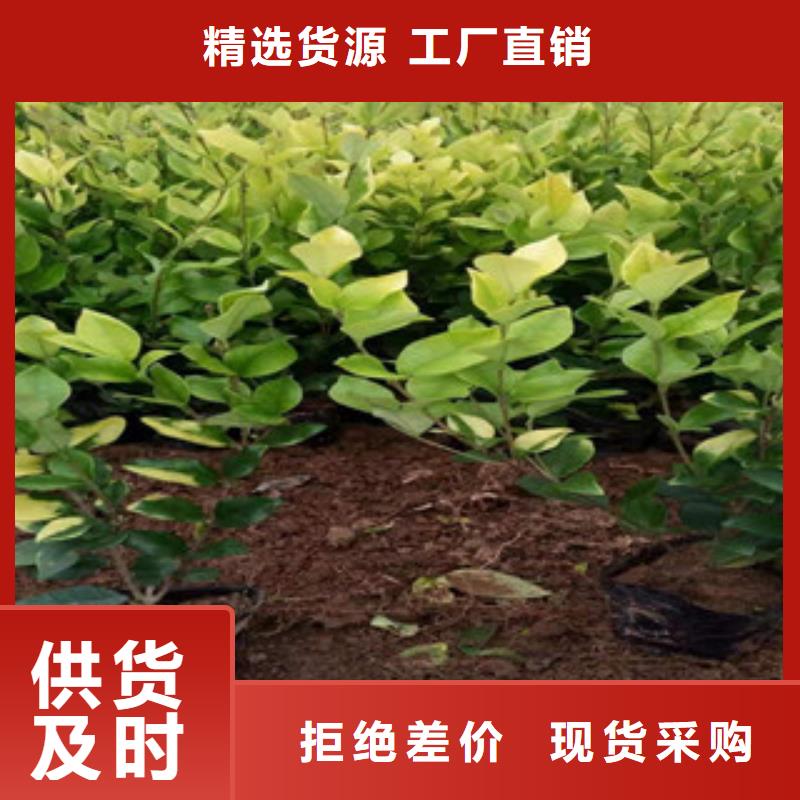 宿根花卉,耐寒耐旱草花基地真材实料