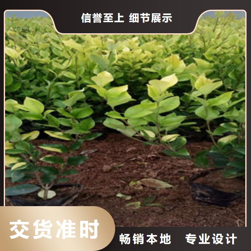 宿根花卉耐寒耐旱草花基地以质量求生存