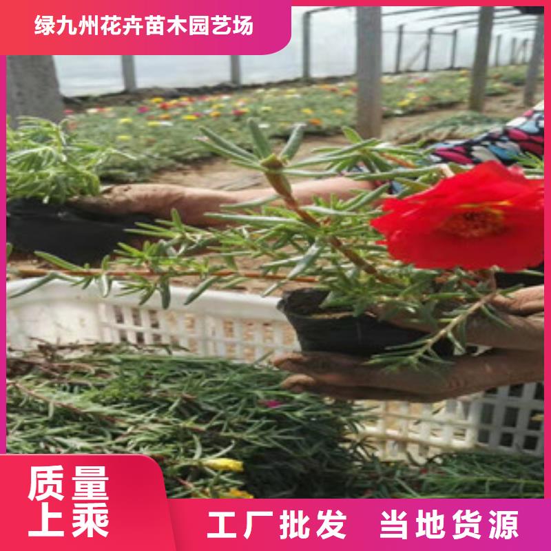 【宿根花卉-观赏草/蒲苇狼尾草工期短发货快】