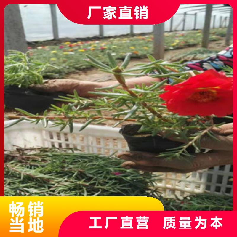 宿根花卉五一国庆草花批发产地源头好货