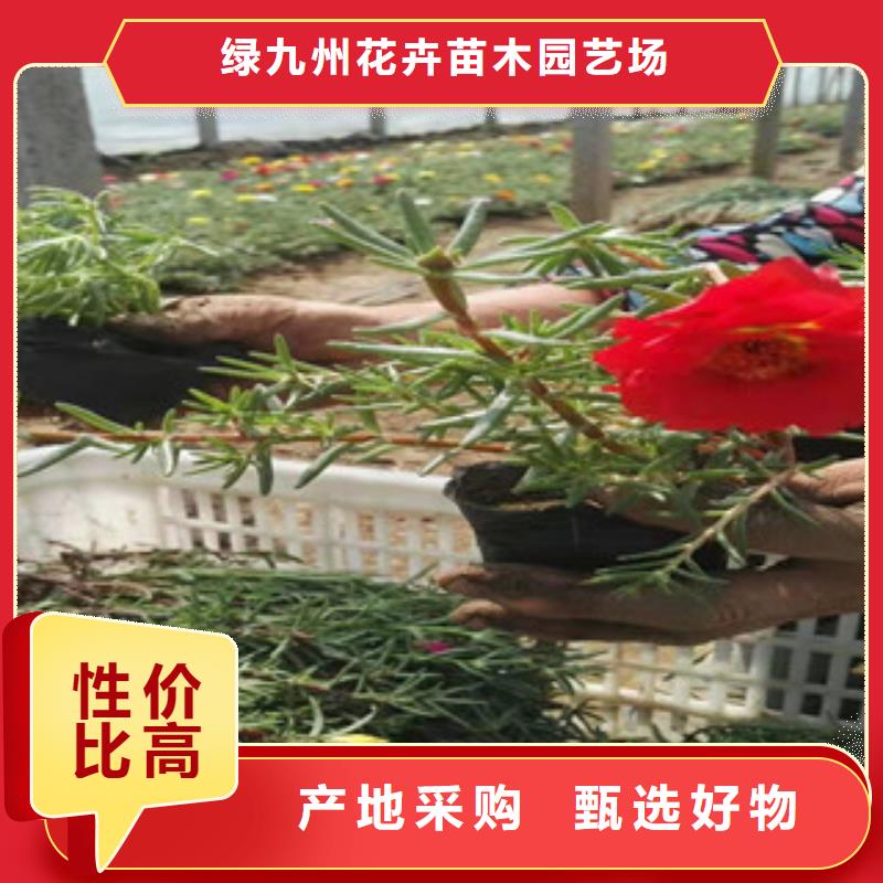 宿根花卉_耐寒耐旱草花基地贴心服务