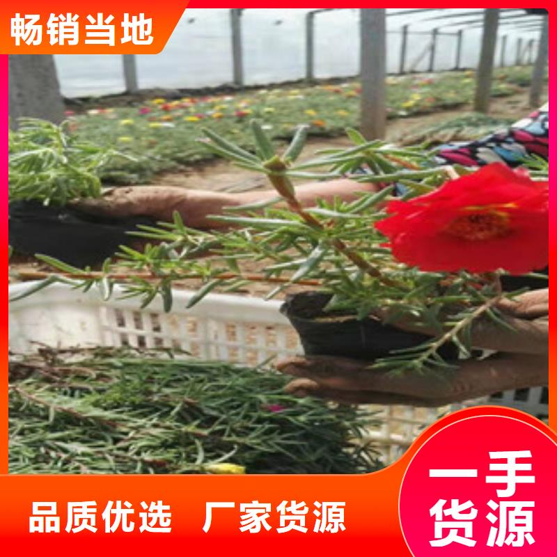 宿根花卉柳叶马鞭草/薰衣草专注品质