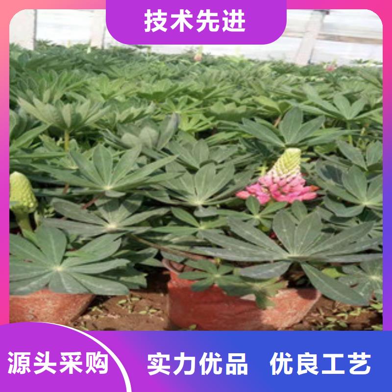 宿根花卉宿根花卉基地质检严格放心品质