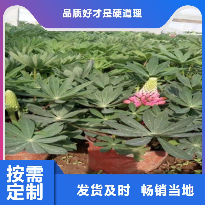 宿根花卉_鲁冰花/粉黛乱子草拒绝差价