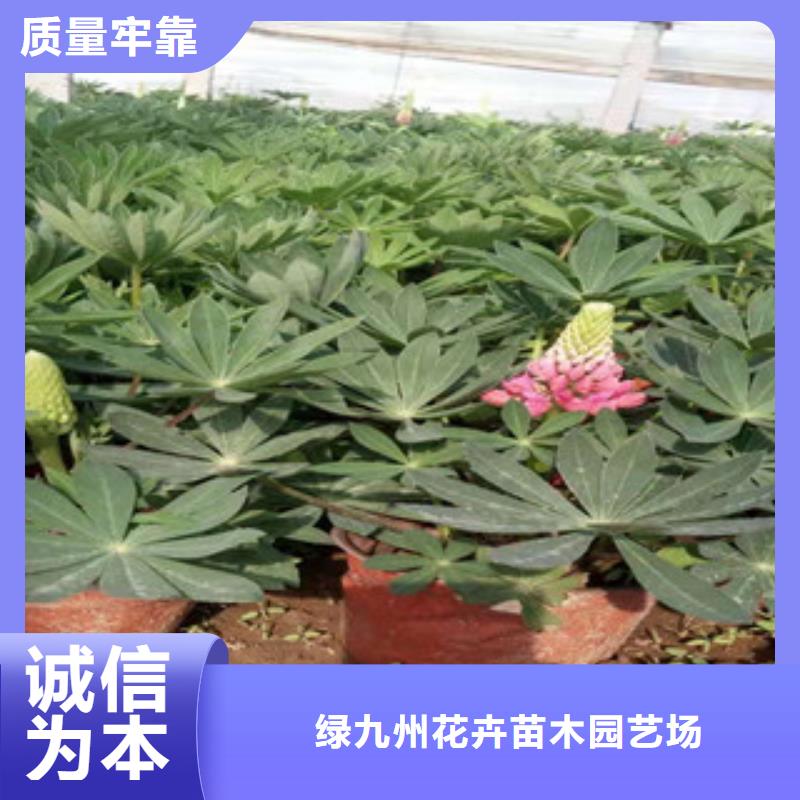 宿根花卉_耐寒耐旱草花基地贴心服务