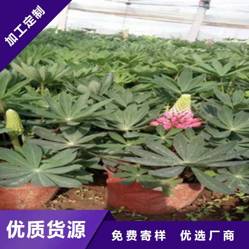 宿根花卉时令花卉/绿化草花价格源厂定制