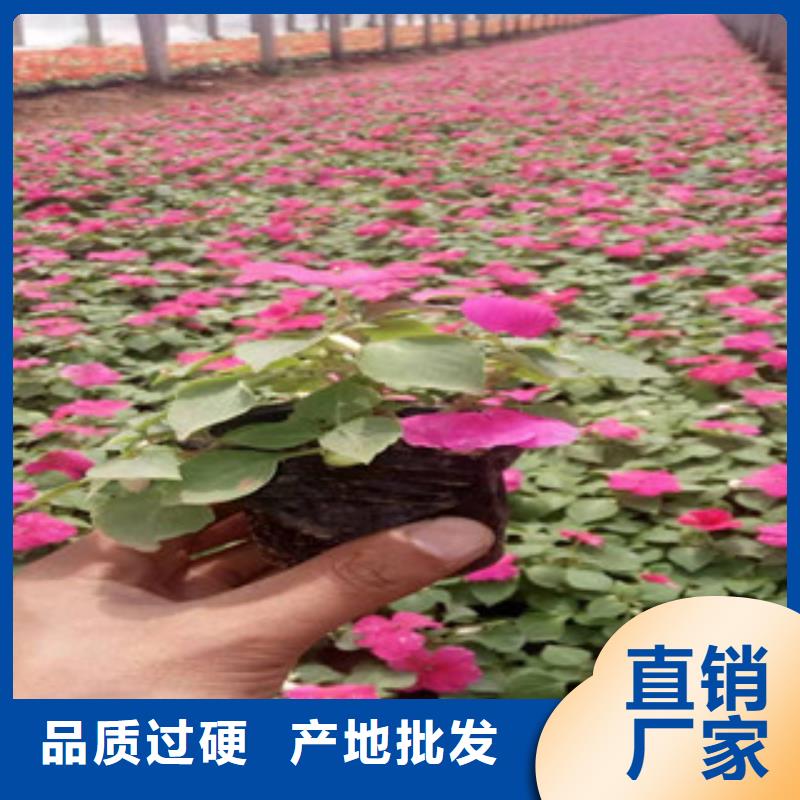 宿根花卉_耐寒耐旱草花基地贴心服务