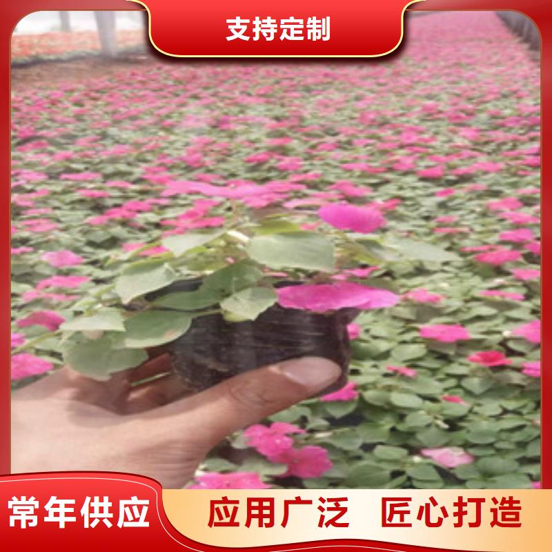 宿根花卉_鲁冰花/粉黛乱子草拒绝差价