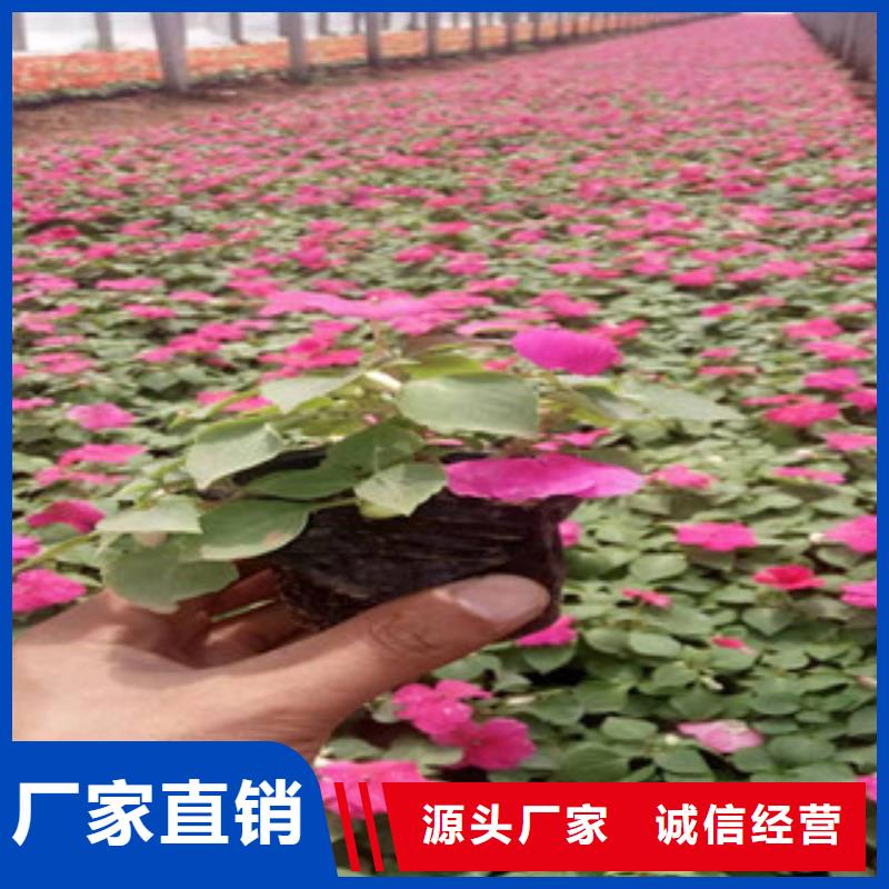 【宿根花卉-观赏草/蒲苇狼尾草工期短发货快】