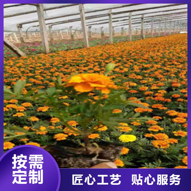 【宿根花卉耐寒耐旱草花基地现货销售】