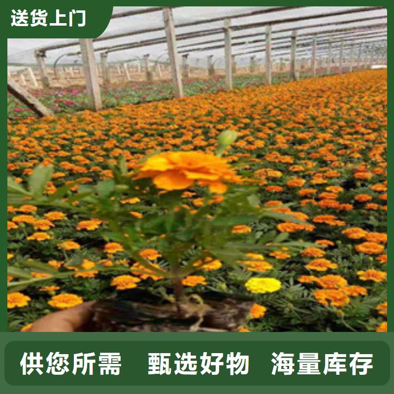 宿根花卉_鲁冰花/粉黛乱子草拒绝差价