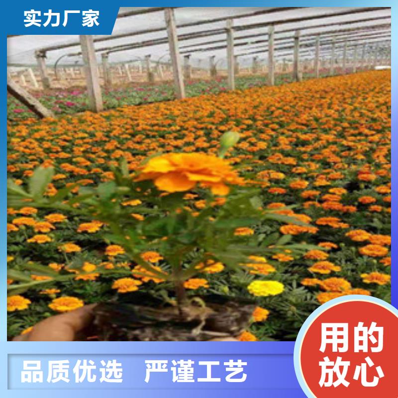 【宿根花卉-观赏草/蒲苇狼尾草工期短发货快】
