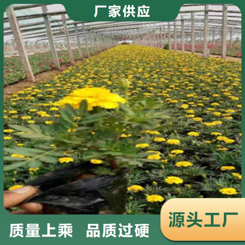 宿根花卉时令花卉/绿化草花价格源厂定制
