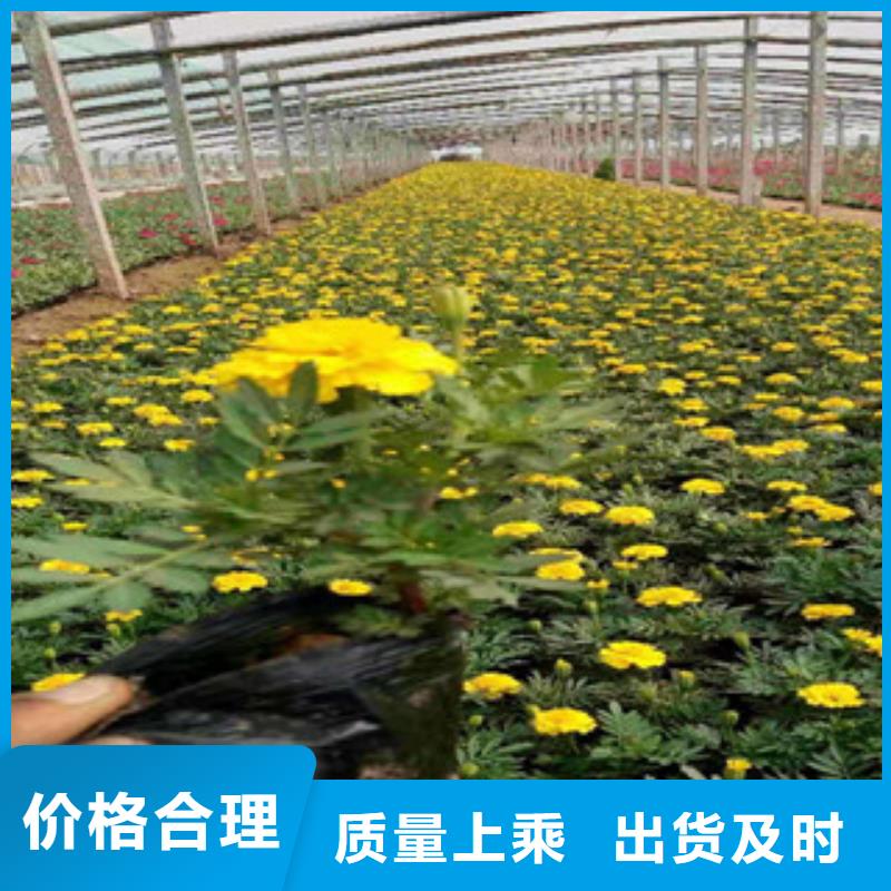 宿根花卉_鲁冰花/粉黛乱子草拒绝差价