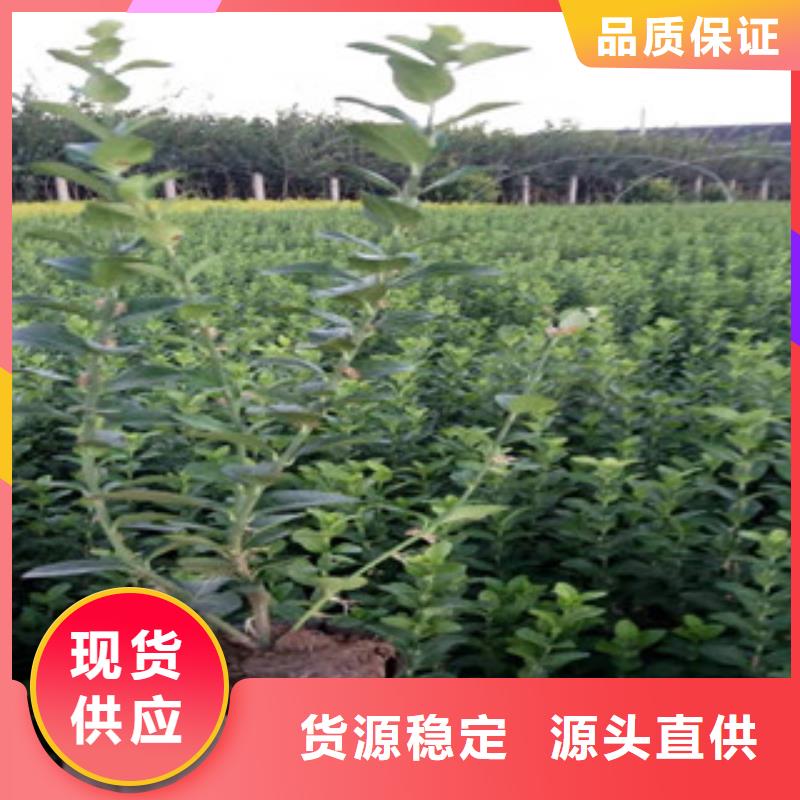 宿根花卉_鲁冰花/粉黛乱子草拒绝差价