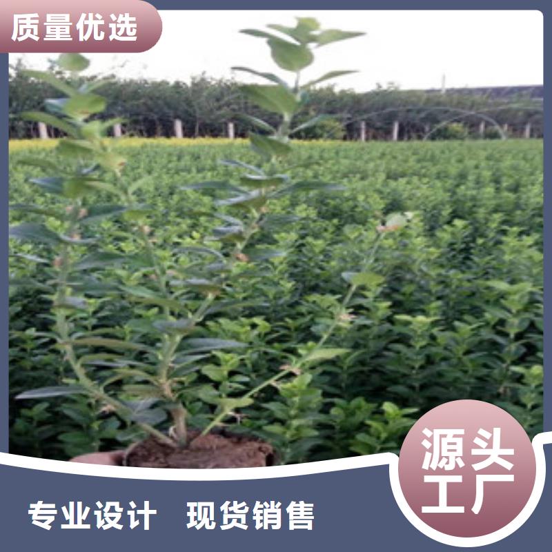 宿根花卉_耐寒耐旱草花基地贴心服务