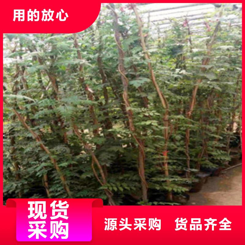 【宿根花卉宿根花卉基地现货销售】