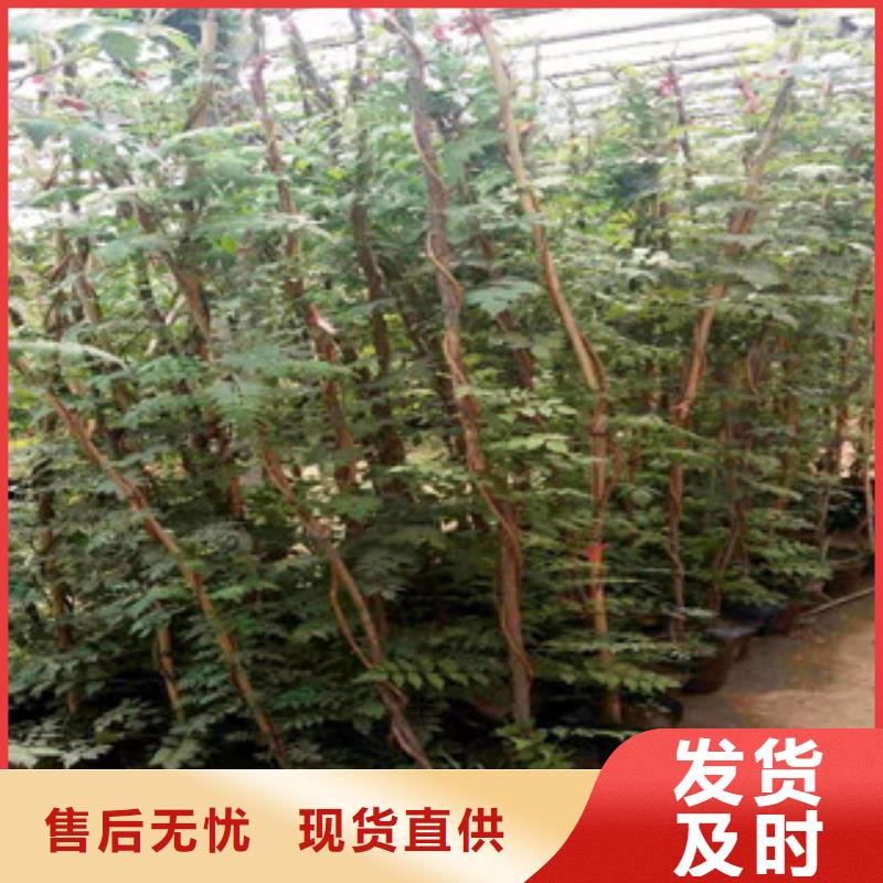 宿根花卉_鲁冰花/粉黛乱子草拒绝差价