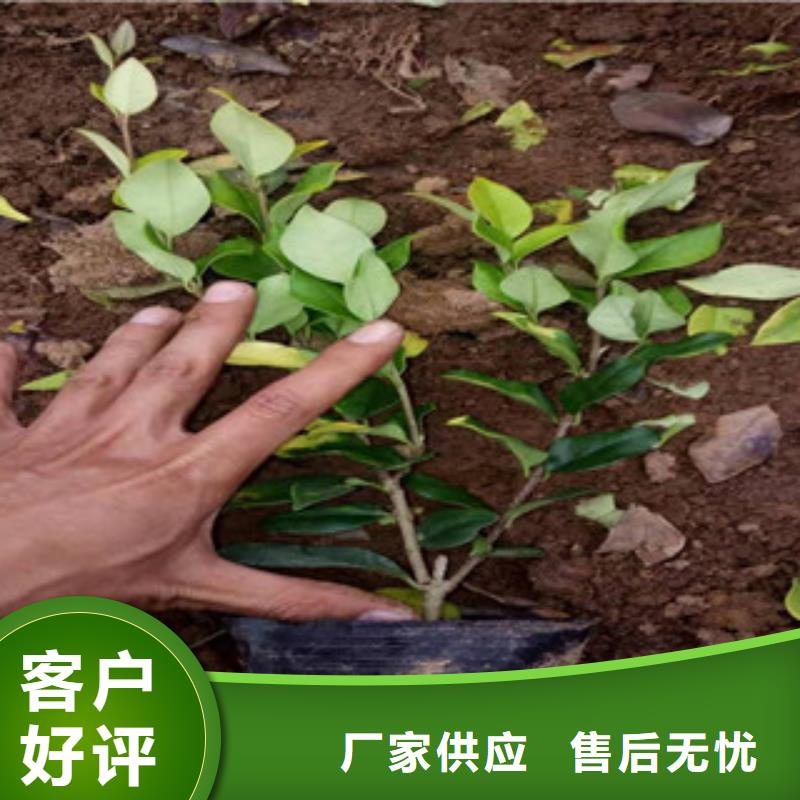 【宿根花卉宿根花卉基地现货销售】