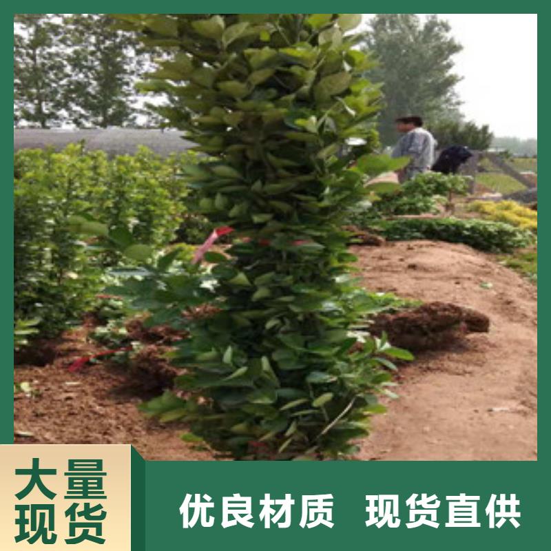 宿根花卉_鲁冰花/粉黛乱子草拒绝差价