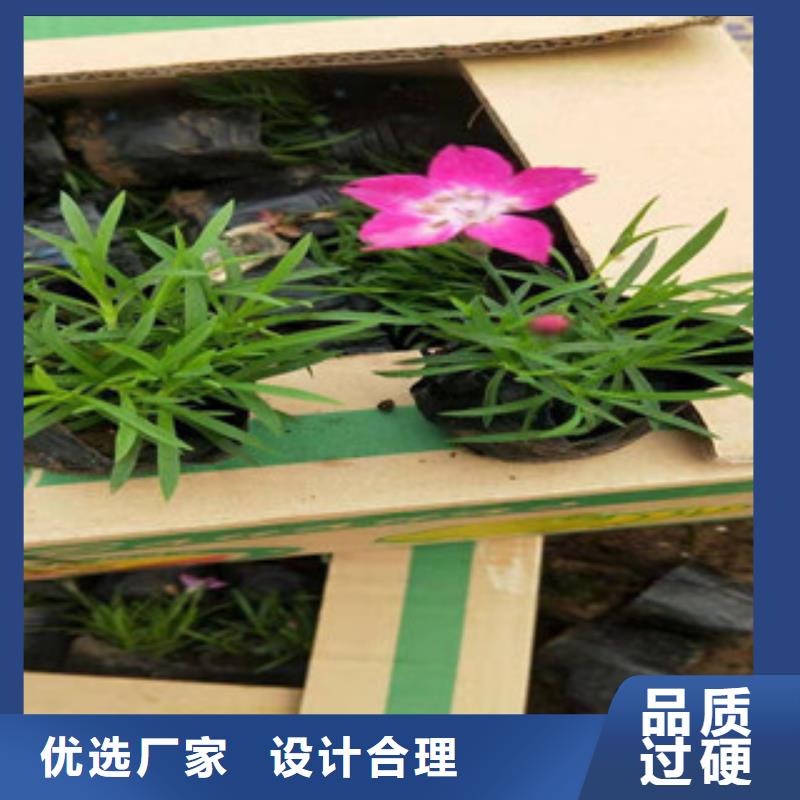 【宿根花卉宿根花卉基地现货销售】