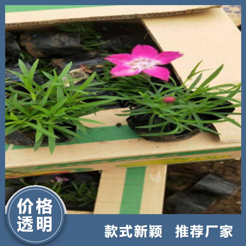 宿根花卉宿根花卉基地按需设计