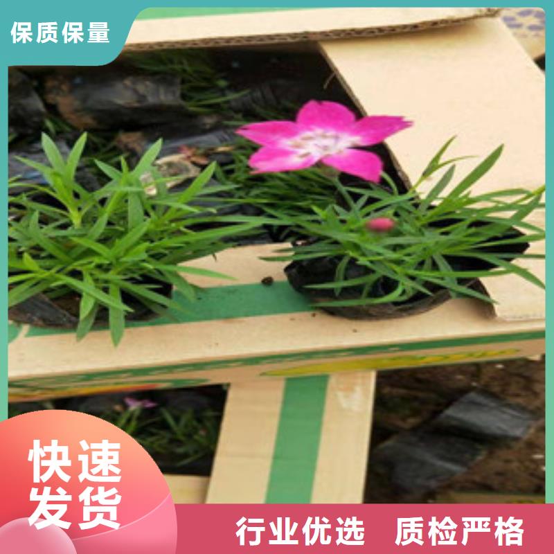 宿根花卉_鲁冰花/粉黛乱子草拒绝差价
