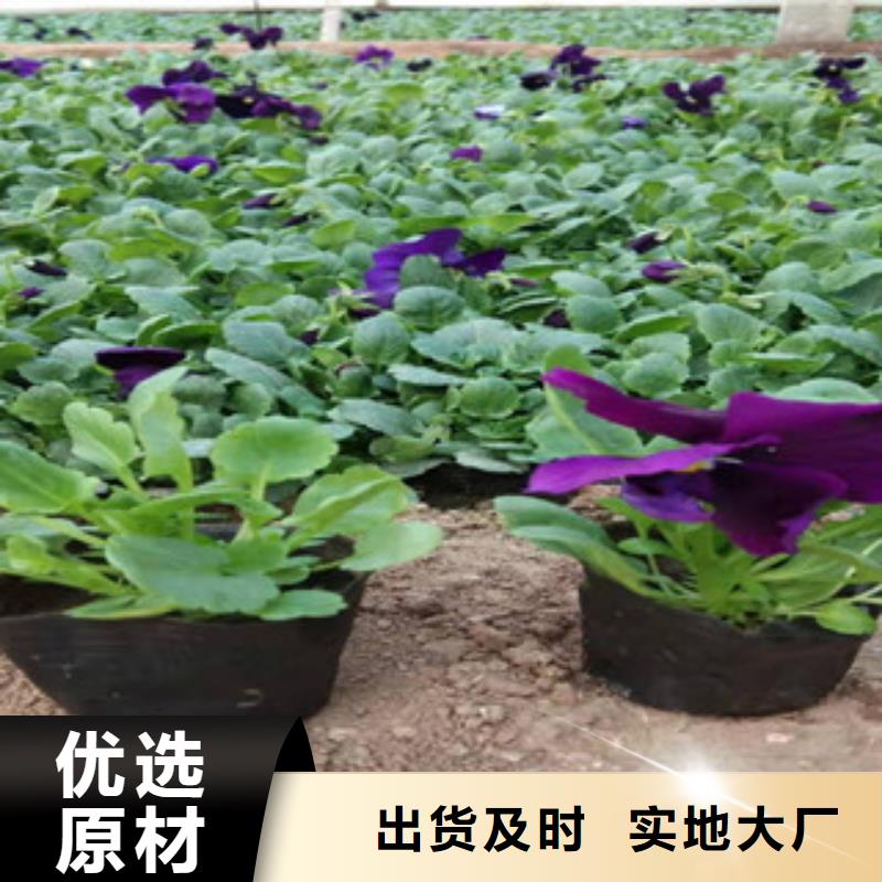 【宿根花卉宿根花卉基地现货销售】