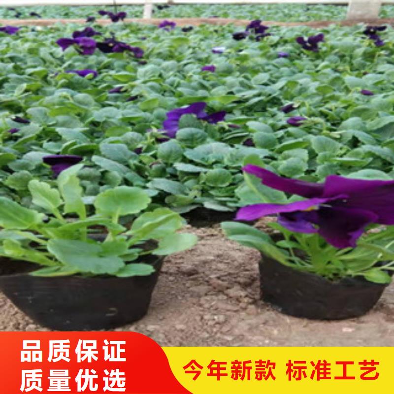 宿根花卉_耐寒耐旱草花基地贴心服务