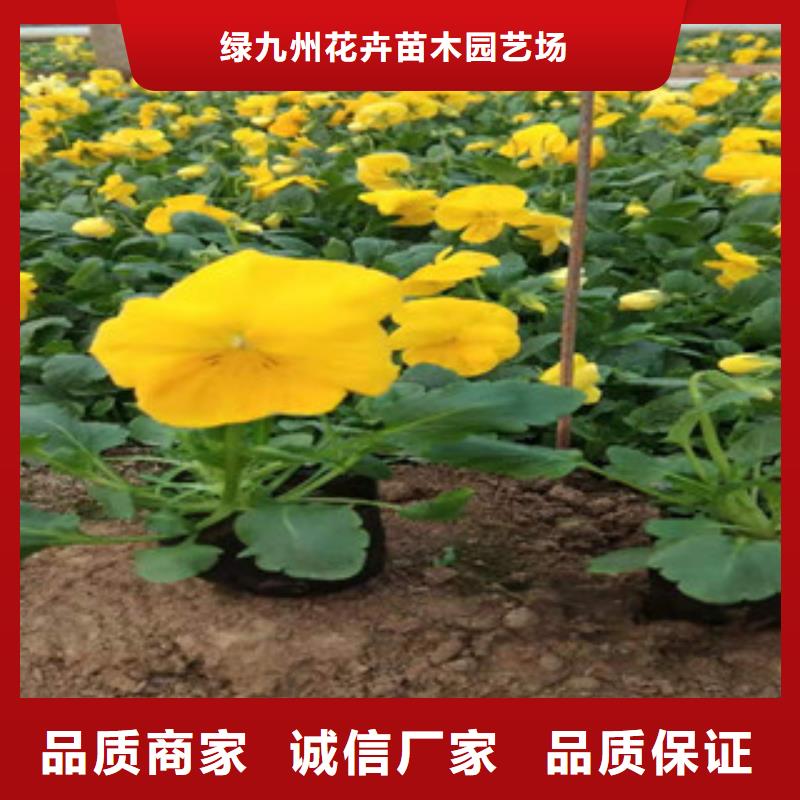 【宿根花卉宿根花卉基地现货销售】
