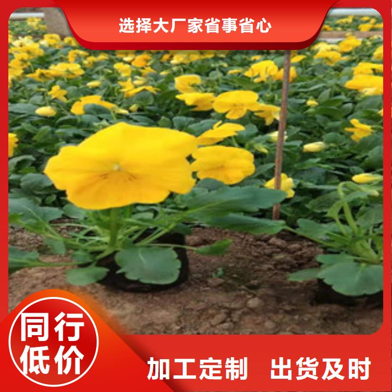 宿根花卉_耐寒耐旱草花基地贴心服务