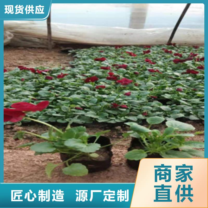 宿根花卉五一国庆草花批发产地源头好货