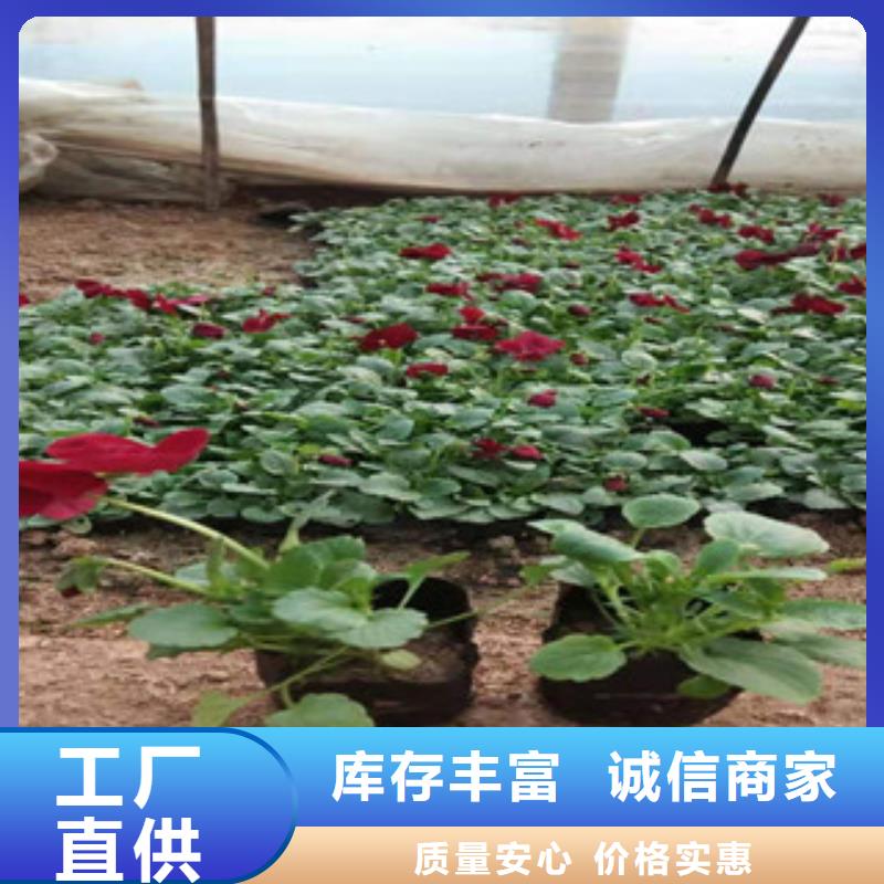 【宿根花卉宿根花卉基地现货销售】