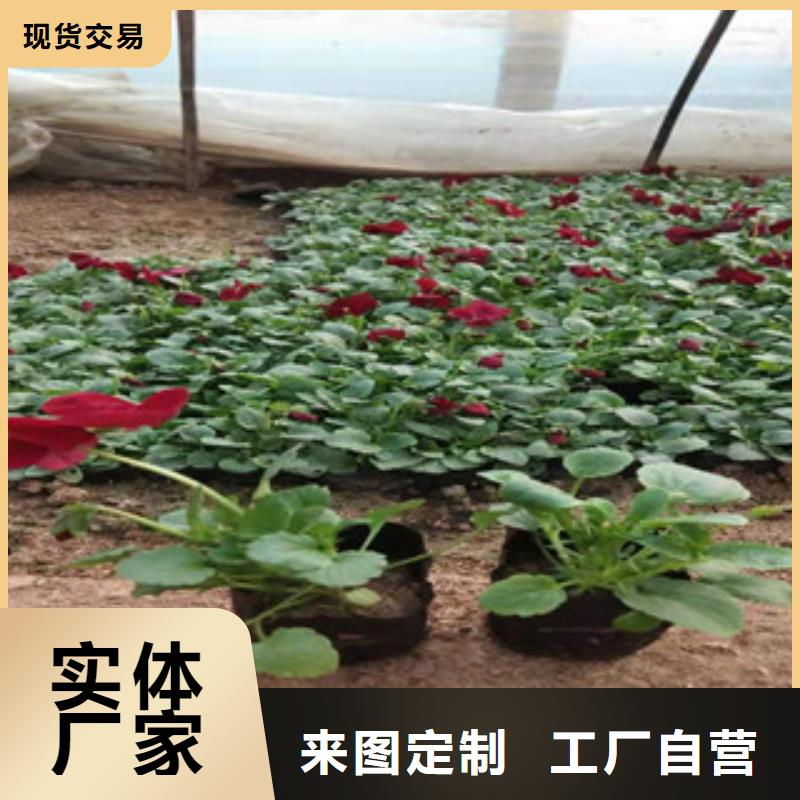 宿根花卉耐寒耐旱草花基地精选优质材料