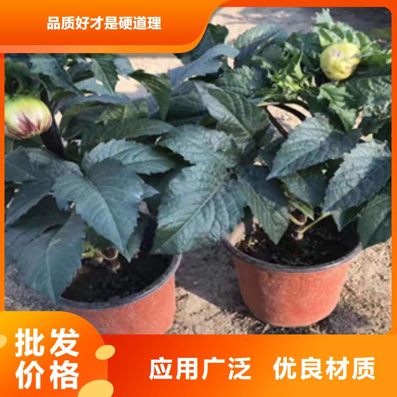 【宿根花卉宿根花卉基地现货销售】