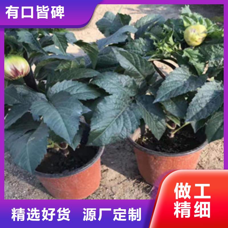 宿根花卉,耐寒耐旱草花基地真材实料