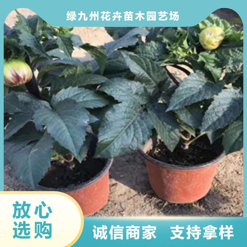 水生植物/荷花睡莲-视频-水生植物/荷花睡莲-山东省莱芜市莱城|钢城|济南|德州|烟台|东营|临沂|滨州【同城】 【附近】公司