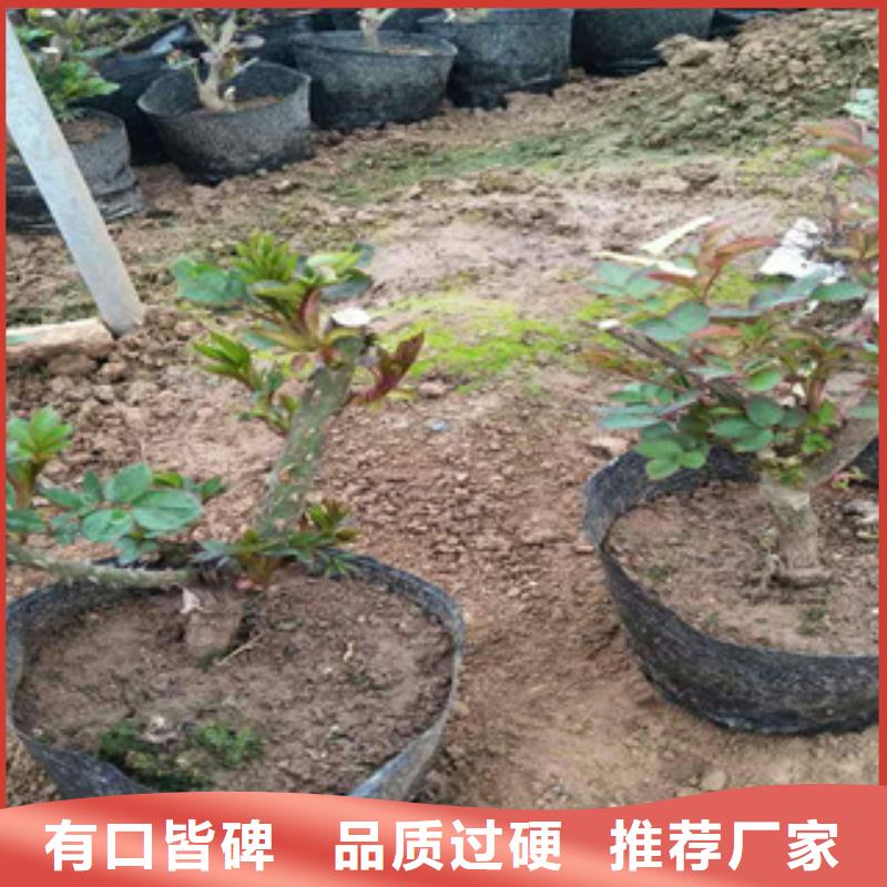 花海景观宿根花卉基地用心做好每一件产品