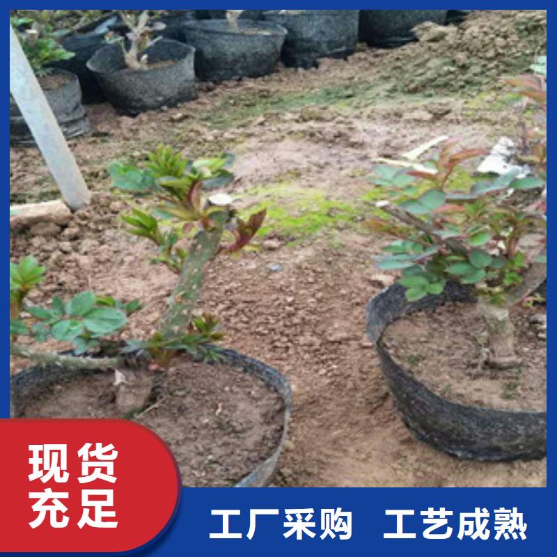 【花海景观耐寒耐旱草花基地自主研发】