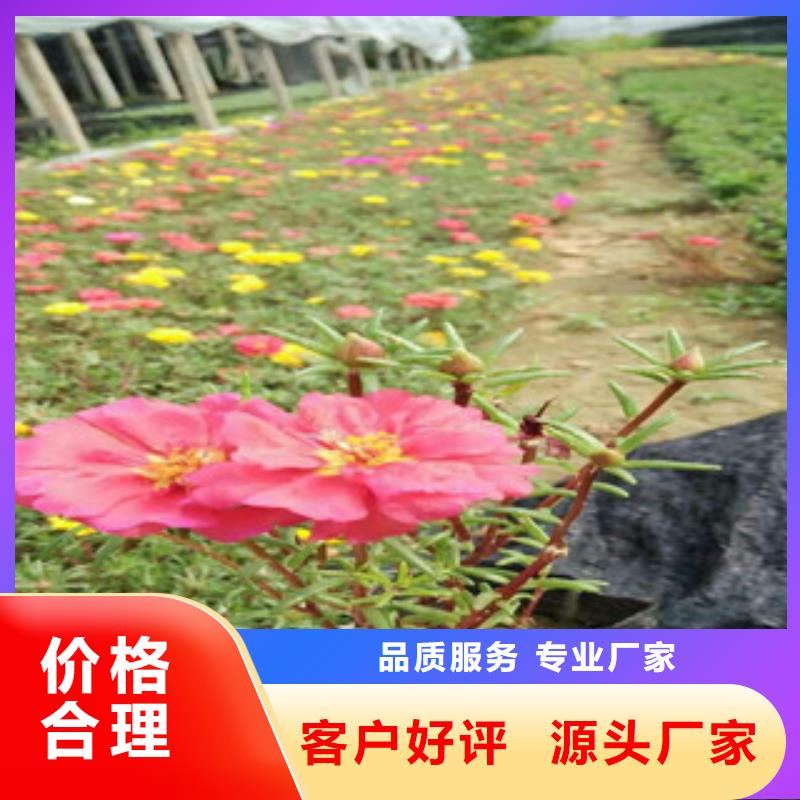 花海景观宿根花卉基地厂家