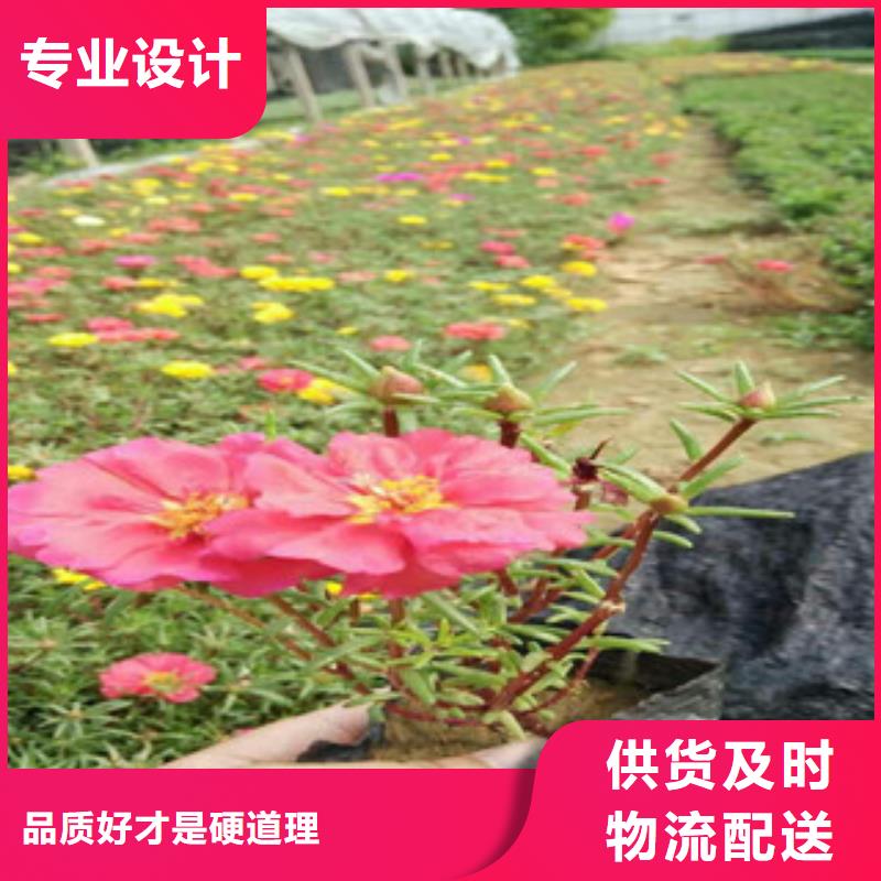 水生植物/荷花睡莲-视频-水生植物/荷花睡莲|宿迁市|沭阳|宿城|无锡|南通|苏州|镇江|淮安|盐城|徐州