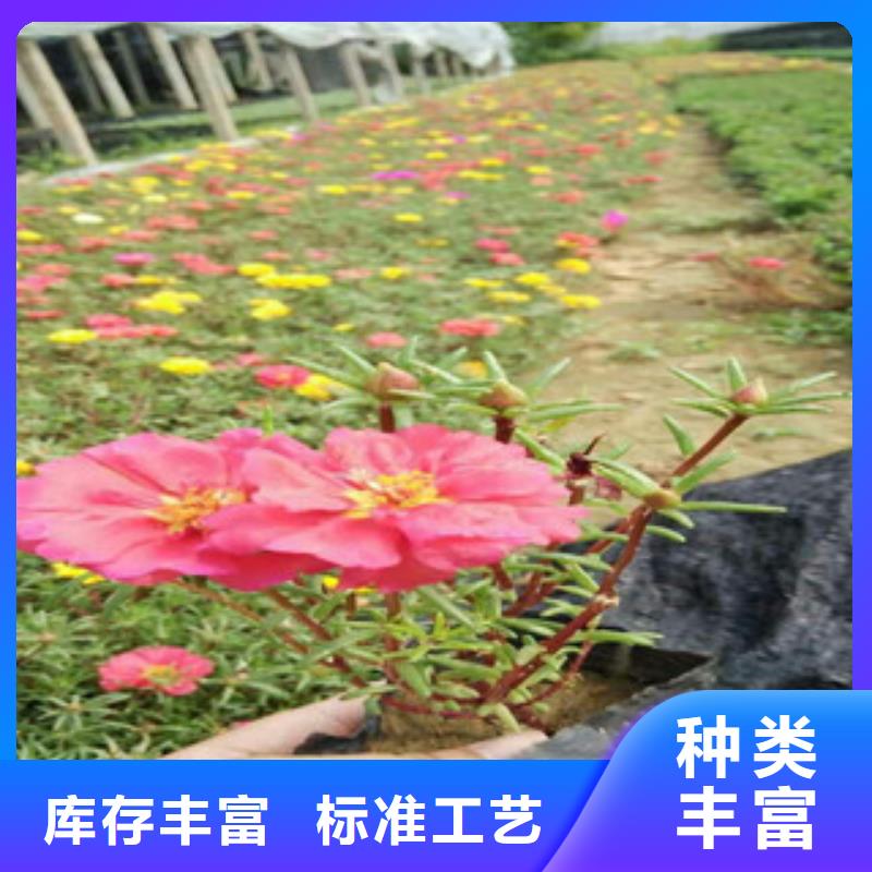 【花海景观耐寒耐旱草花基地自主研发】