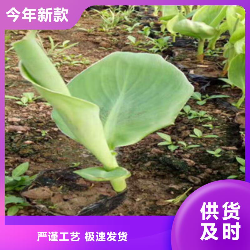 花海景观_宿根花卉基地现货销售