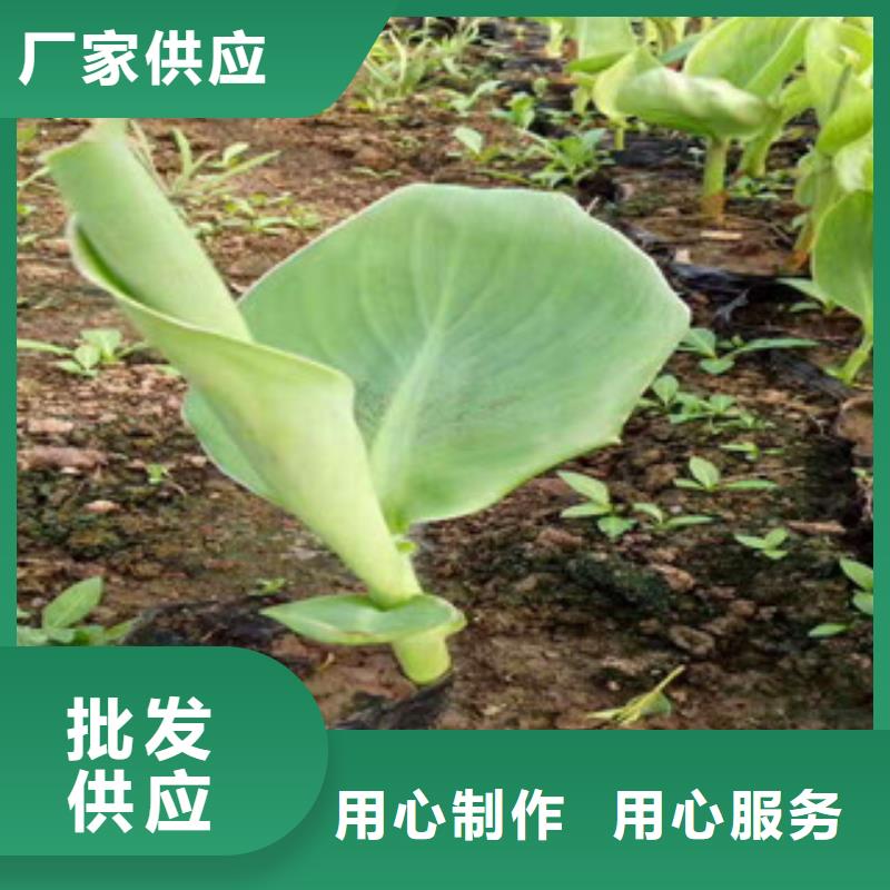 花海景观花海景观工程厂家直销供货稳定