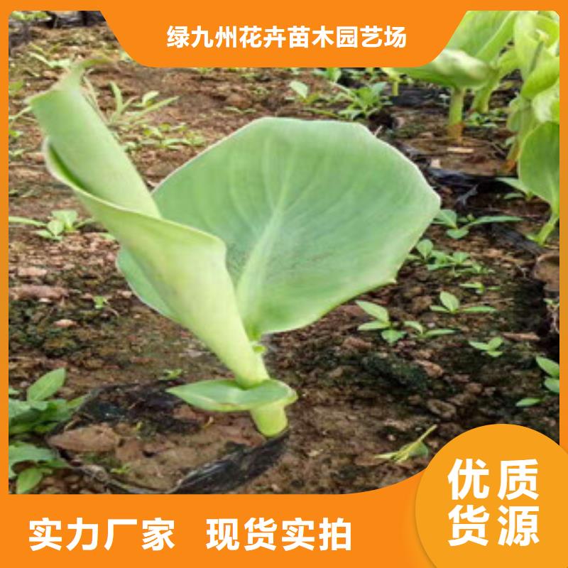 花海景观观赏草/蒲苇狼尾草一手货源