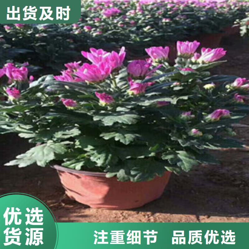 花海景观花海景观工程厂家直销供货稳定